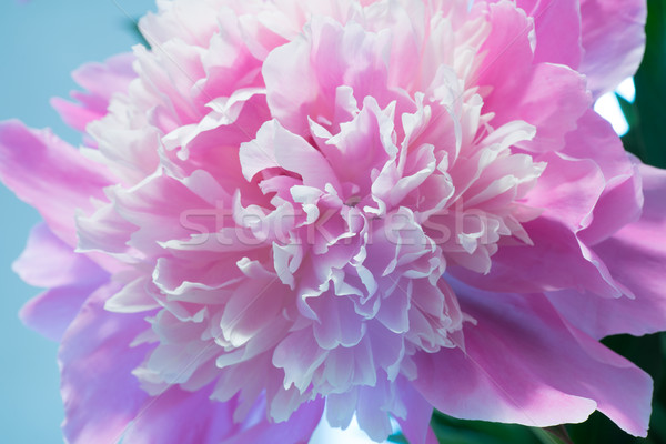 Colorful Peony Flower Stock photo © Supertrooper