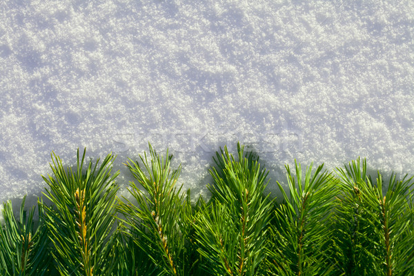 Pine needles on snow Stock photo © Supertrooper