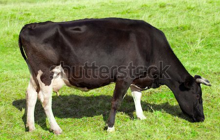 Cow grazing Stock photo © Supertrooper