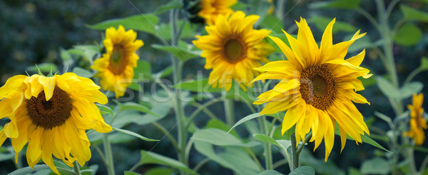 Sunflowers In Bloom Stock photo © Supertrooper