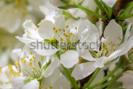 Primavera aliento rama flores blancas primer plano naturaleza Foto stock © Supertrooper