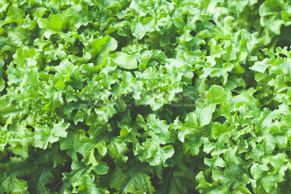 Close up of green lettuce Stock photo © Supertrooper