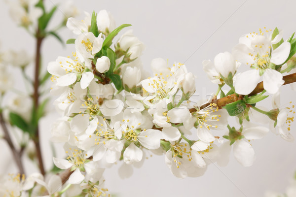 Primăvară respiratie ramură flori albe natură Imagine de stoc © Supertrooper