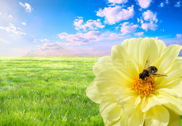 Pszczoła pracy znaczenie miłości codziennie ciężka praca Zdjęcia stock © Supertrooper