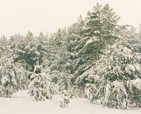 Winter Urlaub winterlich Landschaft Landschaft Wald Stock foto © Supertrooper