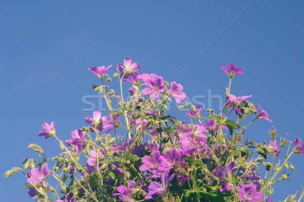 Flowers against blue sky Stock photo © Supertrooper