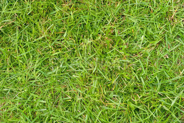 Grass texture Stock photo © Supertrooper