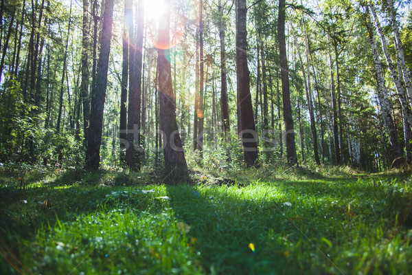 Erdő kora reggel tűlevelű korai nyár reggel Stock fotó © Supertrooper