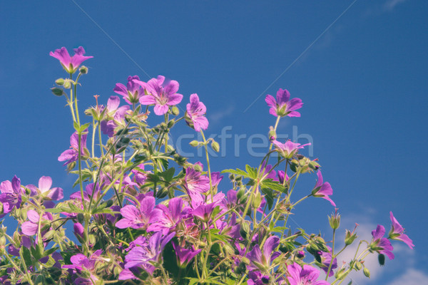 Flowers against blue sky Stock photo © Supertrooper