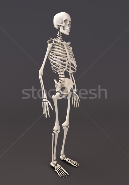 Skelett grau Erwachsenen 3d render Medizin Knochen Stock foto © Supertrooper