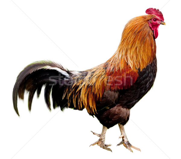 Rooster isolated Stock photo © Supertrooper