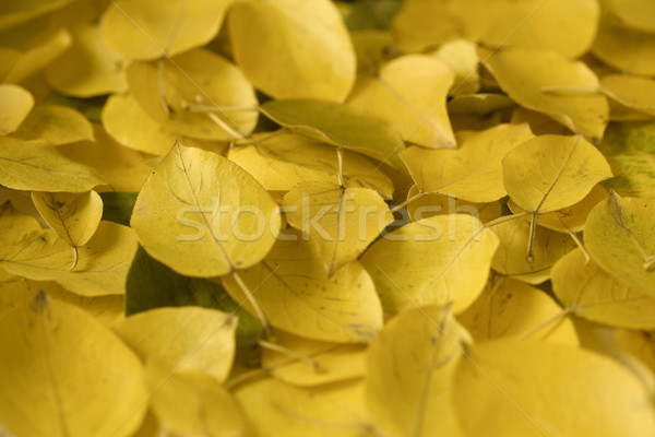 Yellow autumn leaves Stock photo © Supertrooper