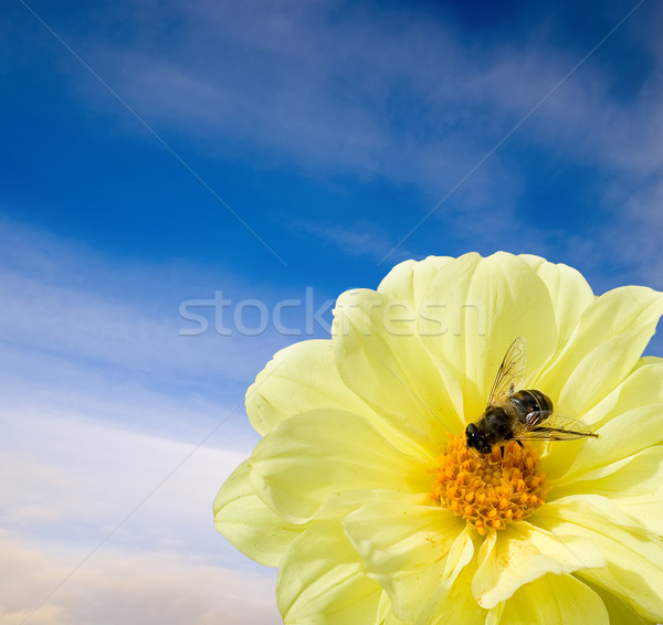 Biene Blume Frieden Ruhe Liebe Sommer Stock foto © Supertrooper