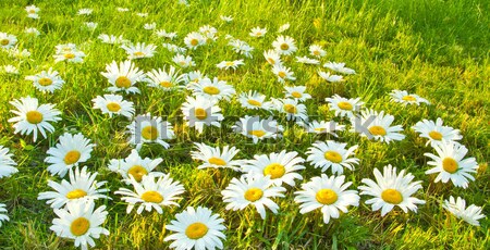 Large white daisies Stock photo © Supertrooper