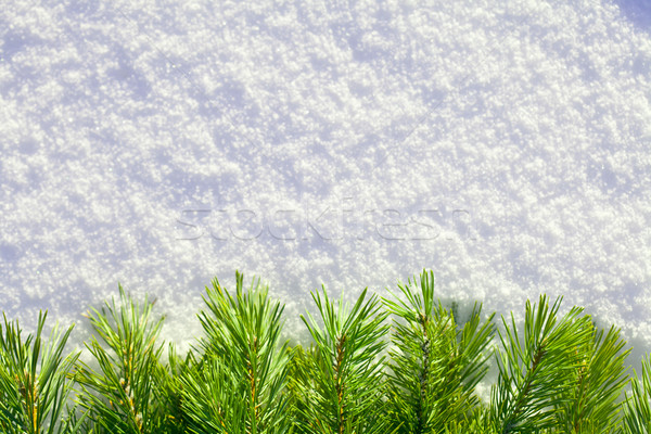 зима лес соснового хвоя снега Рождества Сток-фото © Supertrooper