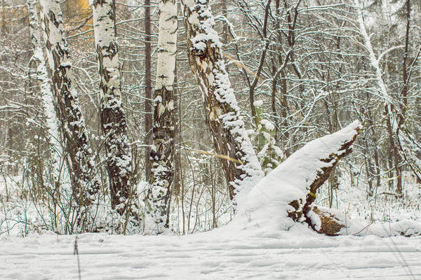 Inverno panorama neve coperto alberi Foto d'archivio © Supertrooper