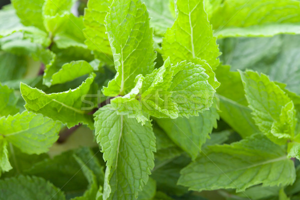 Fresh mint leaves Stock photo © Supertrooper