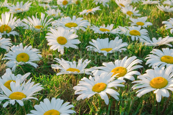 Stock photo: White daisies