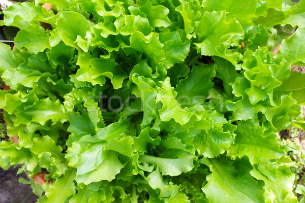 Vers sla bladeren salade planten Stockfoto © Supertrooper