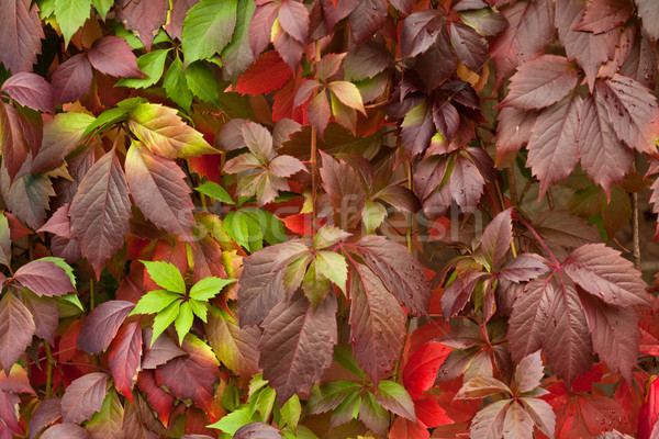 Najaar achtergrond kleurrijk blad Rood Stockfoto © Supertrooper