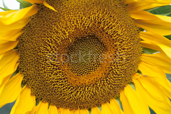 Sunflower Closeup Background Stock photo © Supertrooper