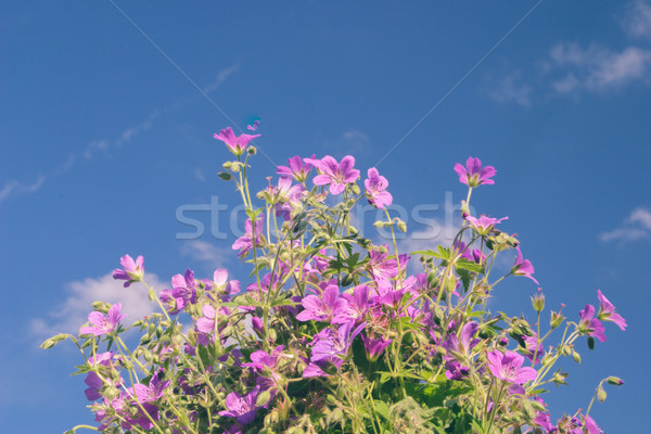 Flowers against blue sky Stock photo © Supertrooper