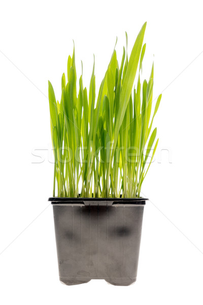Pszenicy trawy odizolowany świeże zielone trawy pszenicznej Zdjęcia stock © Supertrooper