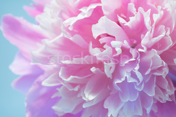 Colorful Peony Flower Stock photo © Supertrooper