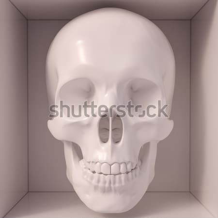 White skull Stock photo © Supertrooper