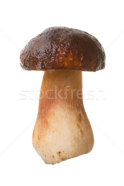 Eetbaar champignon paddestoel geïsoleerd witte penny Stockfoto © Supertrooper