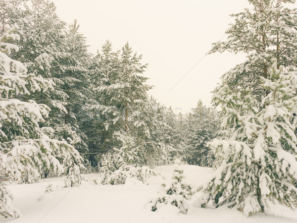 Tél ünnep téli tájkép díszlet erdő Stock fotó © Supertrooper