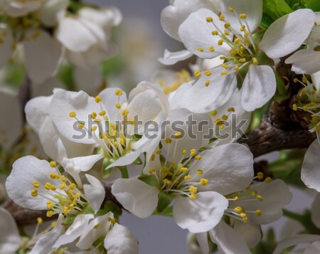 Spring came  Stock photo © Supertrooper