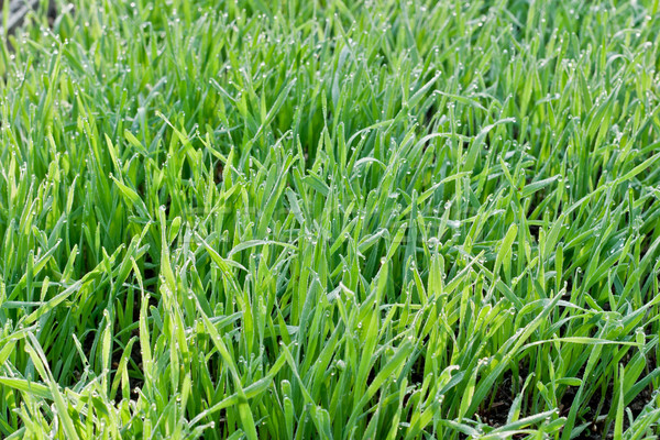 Grass and dew Stock photo © Supertrooper