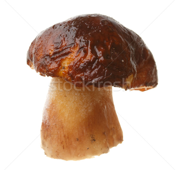 Comestível cogumelo boletos isolado branco centavo Foto stock © Supertrooper