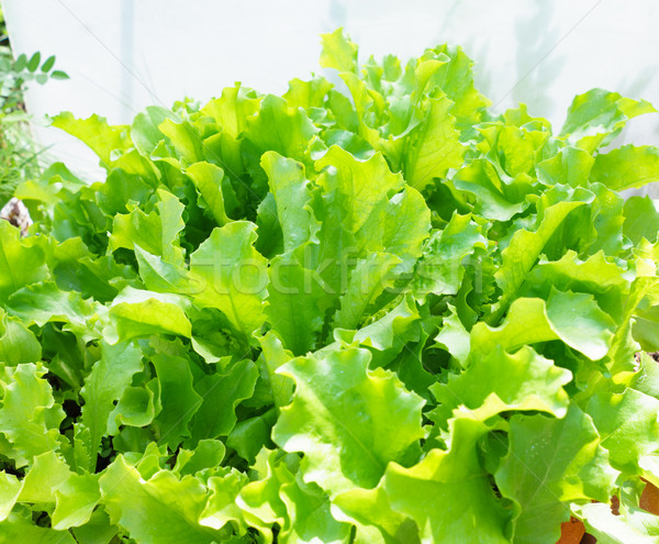 Fresh Lettuce Leaves Stock photo © Supertrooper
