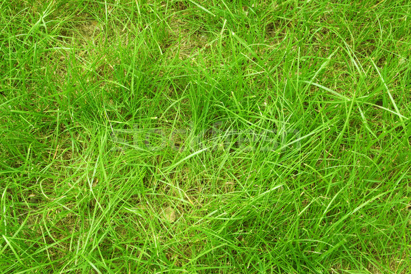 Bright green grass Stock photo © Supertrooper