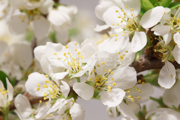 Primavera aliento rama flores blancas primer plano naturaleza Foto stock © Supertrooper