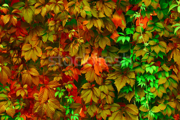 Bright colors Stock photo © Supertrooper