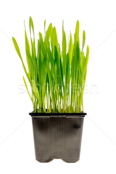 Weizen Gras isoliert frischen grünen Weizengras Stock foto © Supertrooper