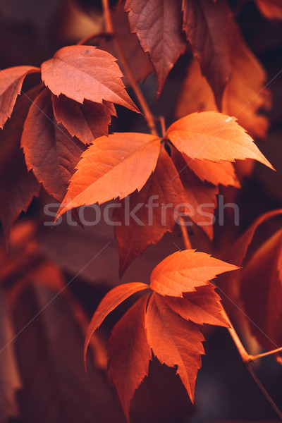 Autumn Virginia Creeper Stock photo © Supertrooper