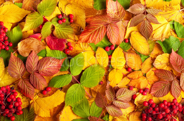 Autumn still-life Stock photo © Supertrooper