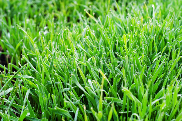 Dimineaţă roua tineri apă primăvară iarbă Imagine de stoc © Supertrooper