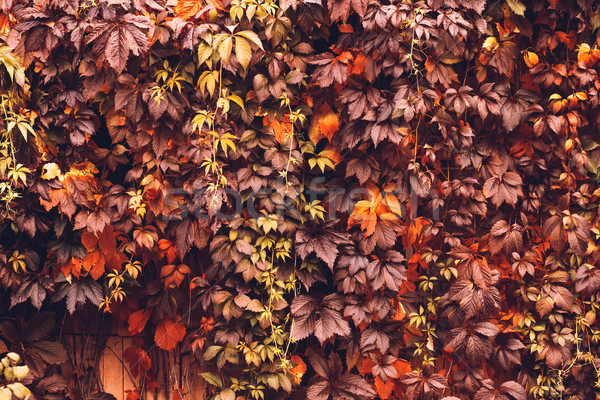 осень Виргиния красочный винограда аннотация Сток-фото © Supertrooper