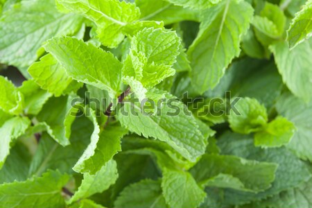 Fresh mint leaves Stock photo © Supertrooper