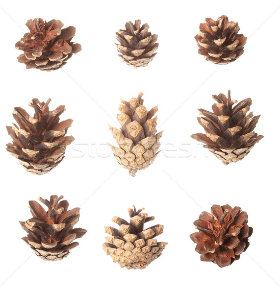 Stock photo: Set of pine cones