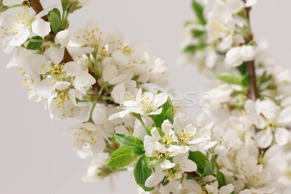 Spring flowering Stock photo © Supertrooper