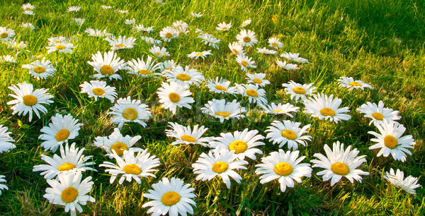 Large white daisies Stock photo © Supertrooper
