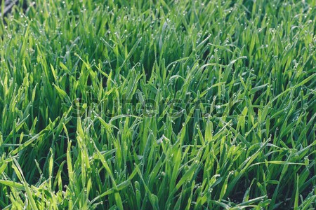 Frischen grünen Weizen Gras Tropfen dew Stock foto © Supertrooper