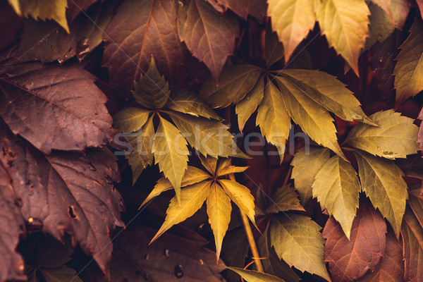 Autumn Virginia Creeper Stock photo © Supertrooper
