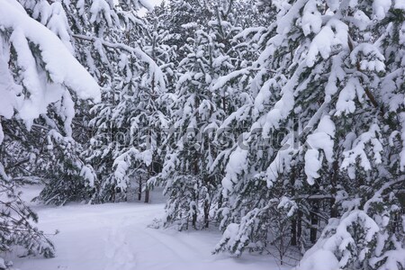 Winter landscape Stock photo © Supertrooper